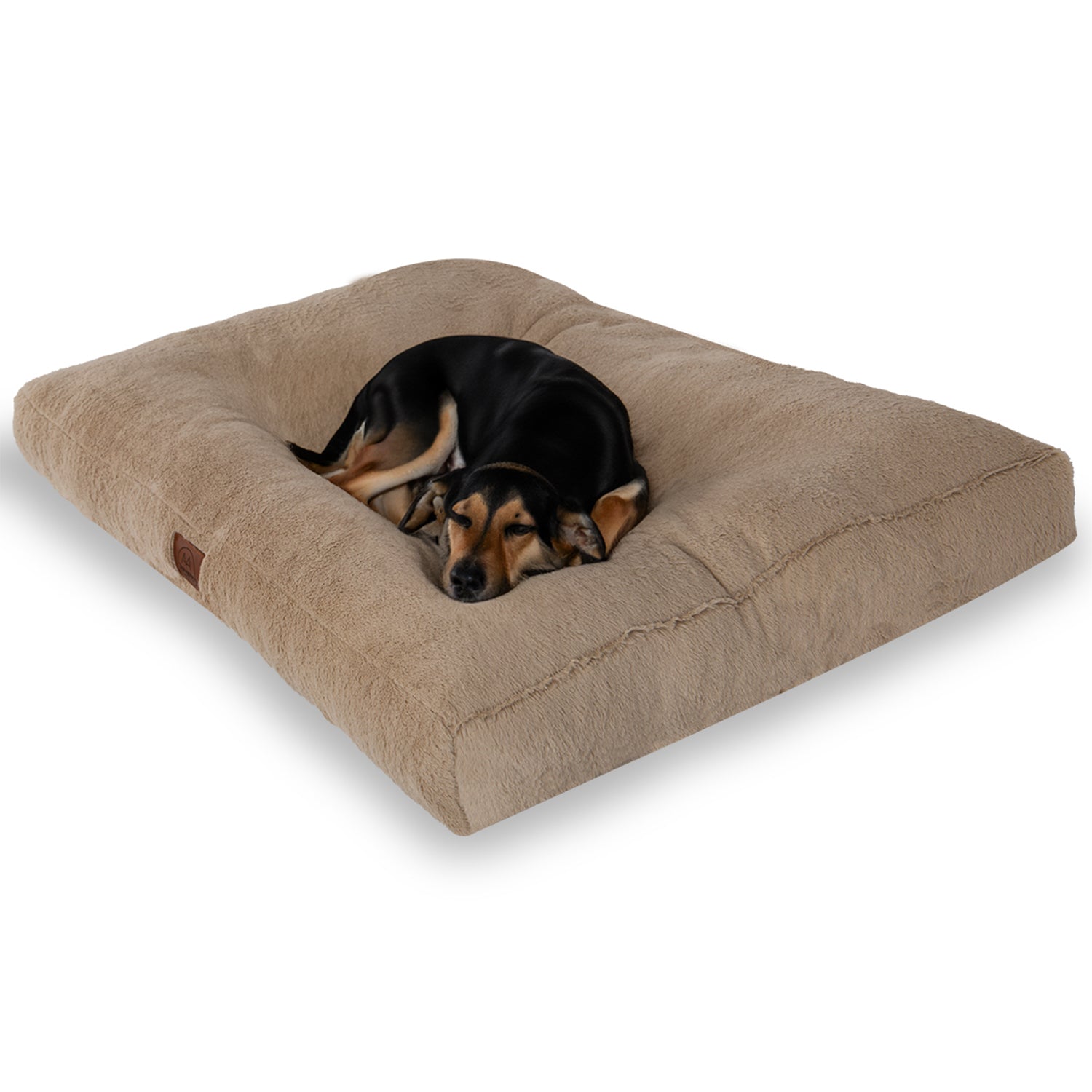 Medium-sized dog resting on a large beige orthopedic dog bed on white background