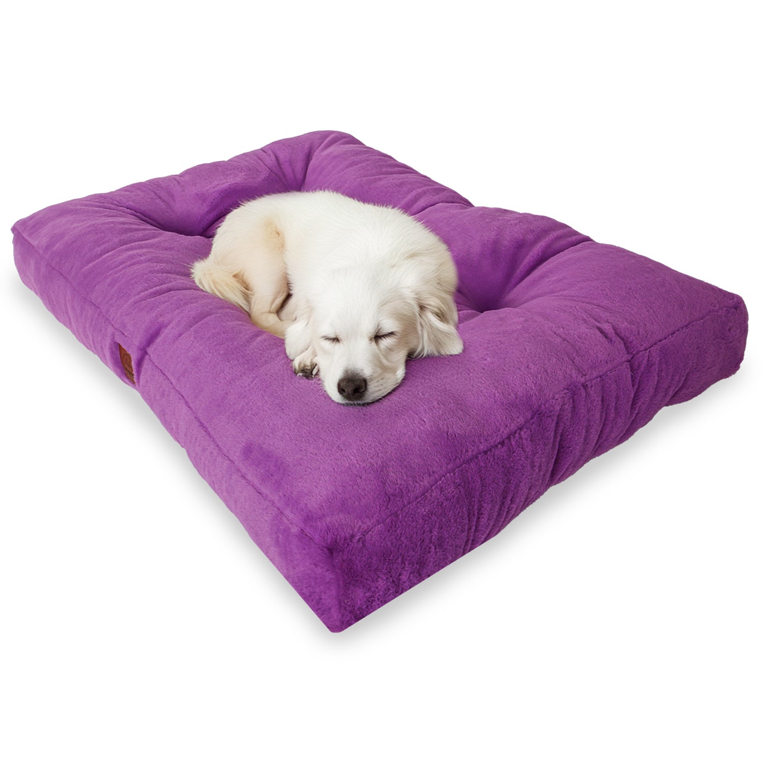 Small white dog sleeping on a plush purple pet bed cushion.