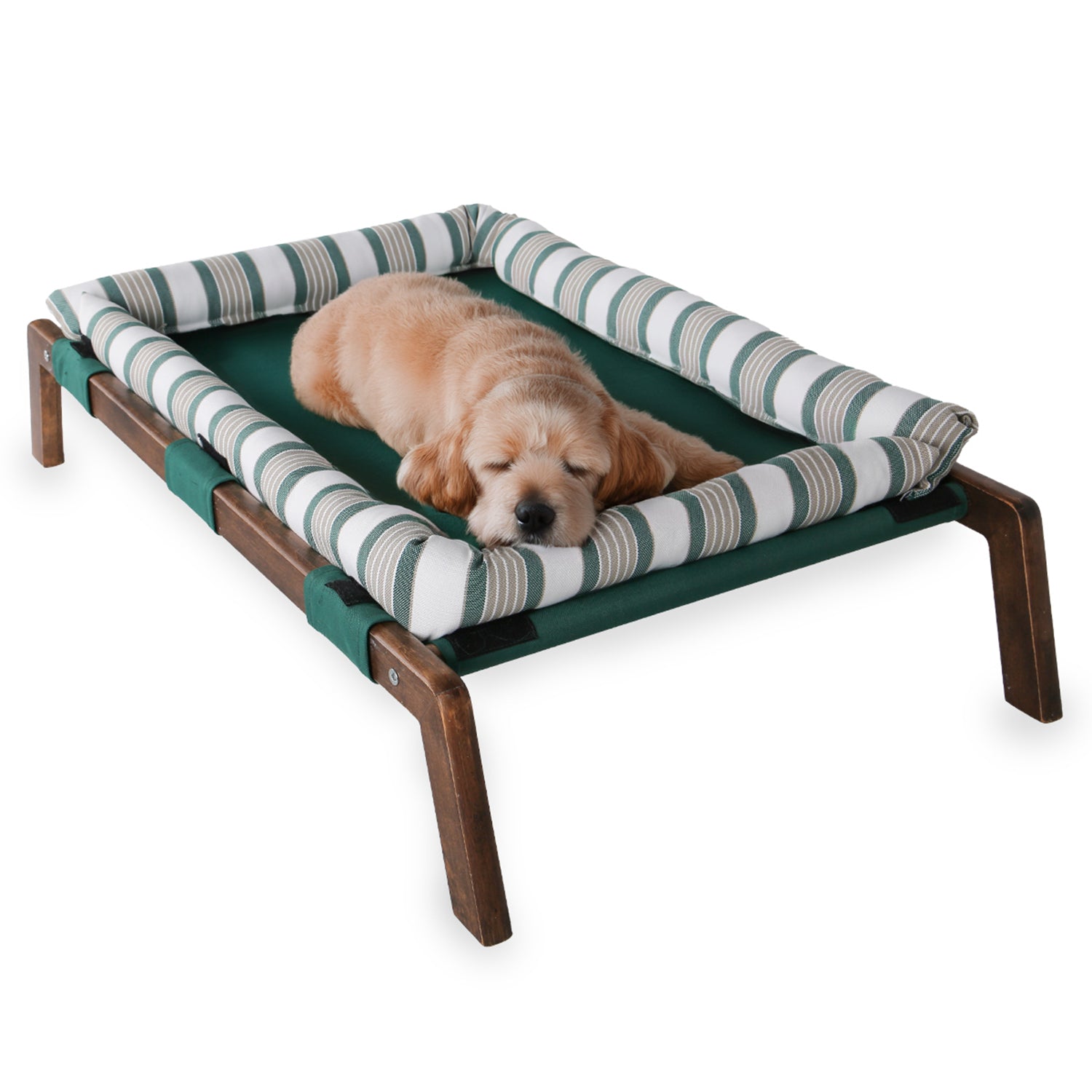 Small dog sleeping on a green striped elevated pet bed with wooden frame