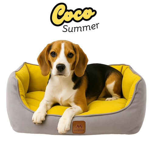 Beagle dog on yellow and gray pet bed with Coco Summer text and Jungelica logo