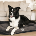 Black and white dog resting on a plush pet bed in a cozy living room.