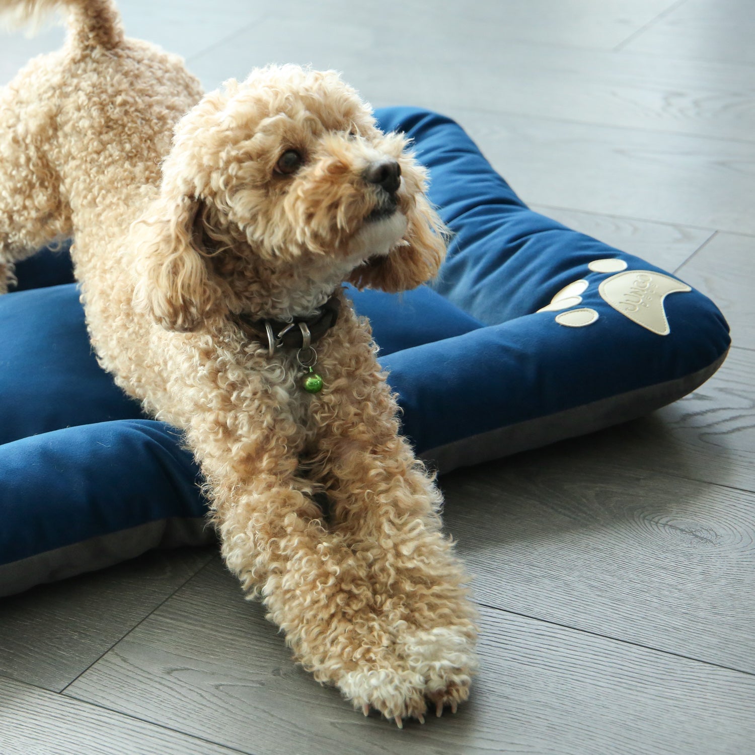 Bolsty Pet Bed