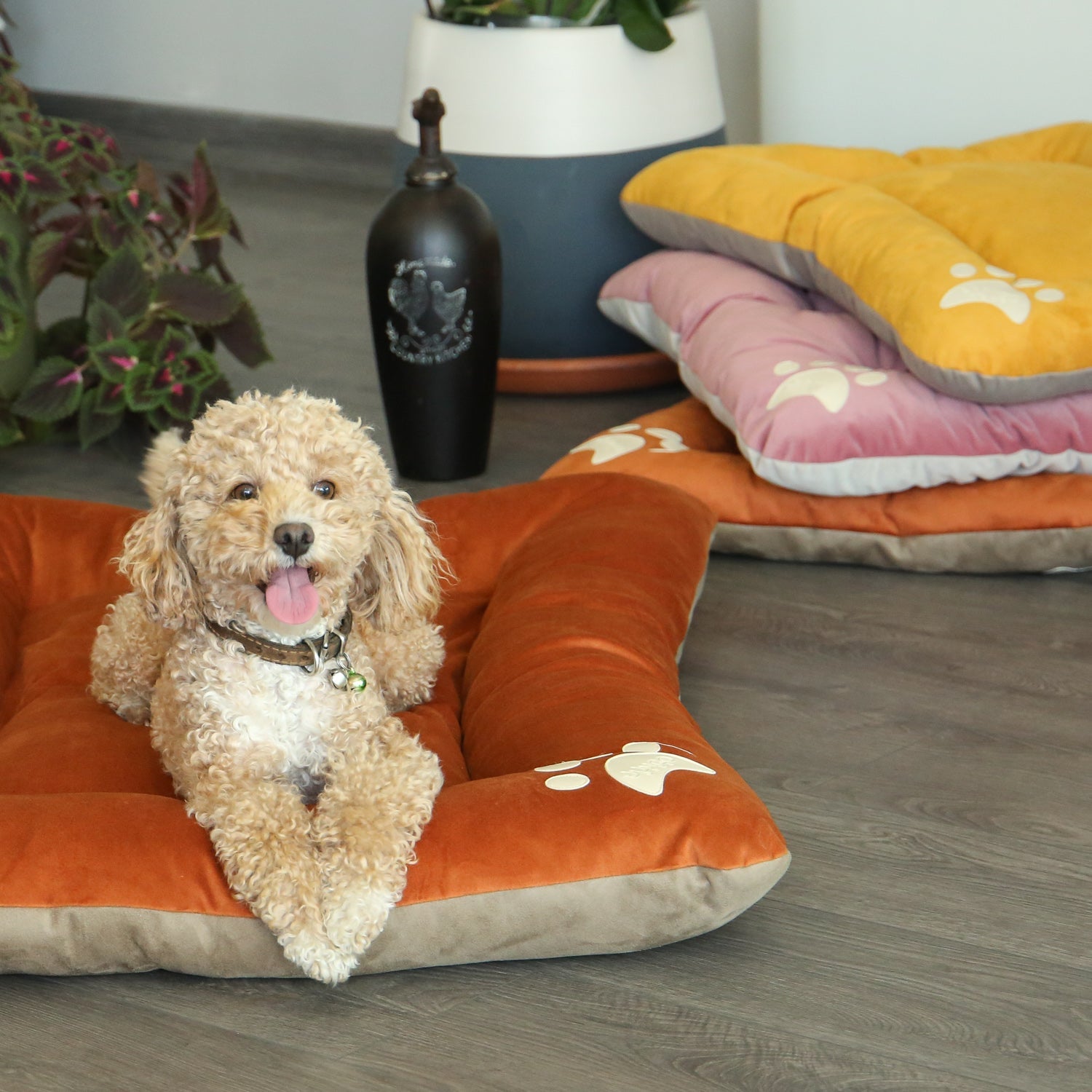 Bolsty Pet Bed