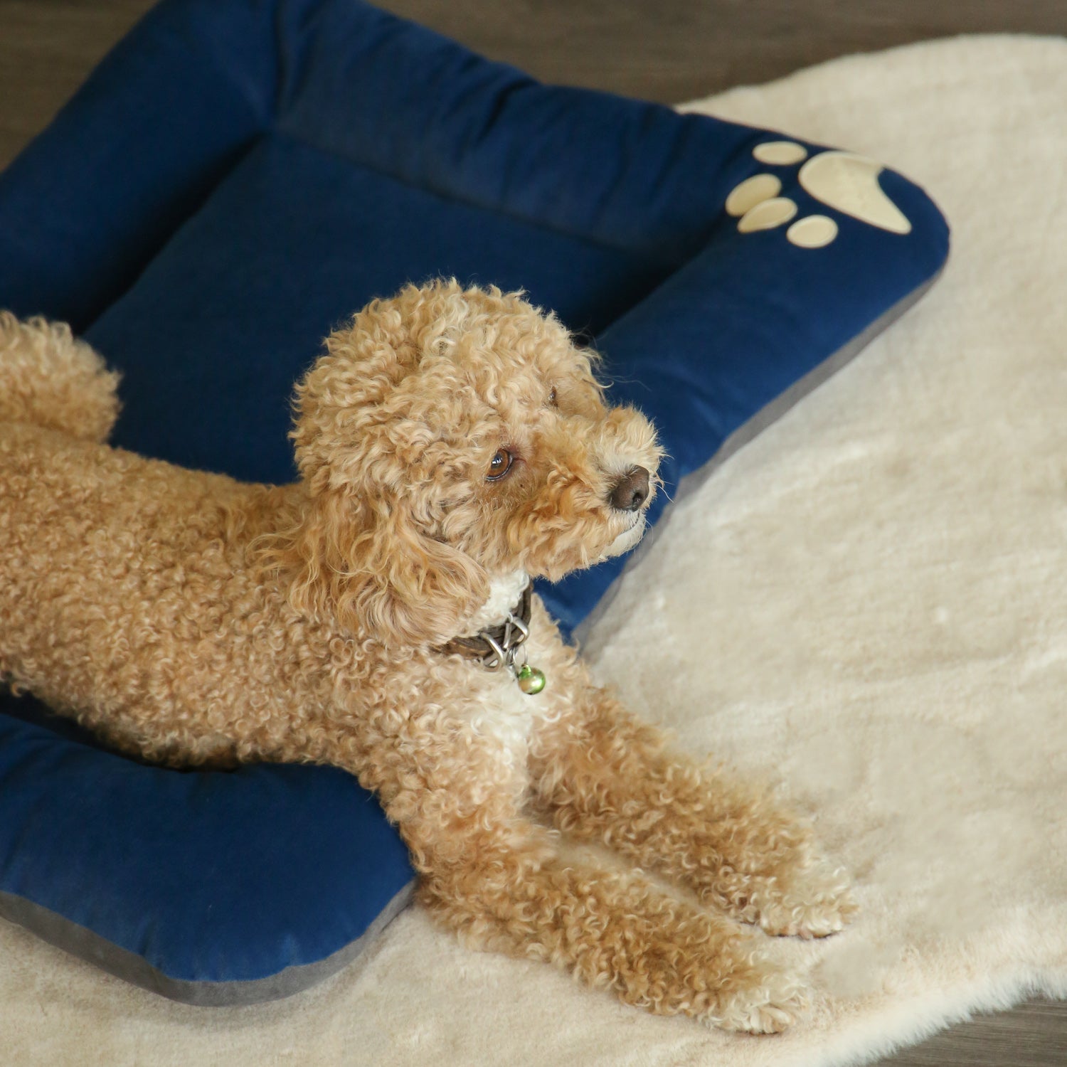 Bolsty Pet Bed