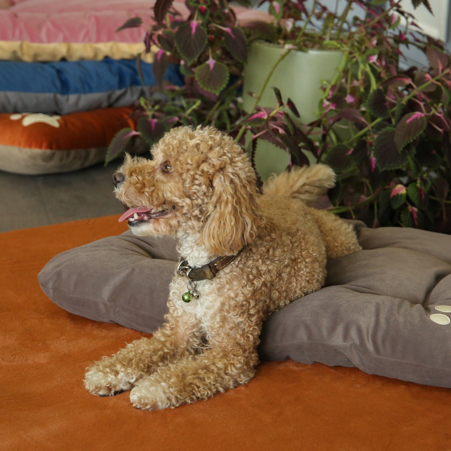 Campy Pet Bed