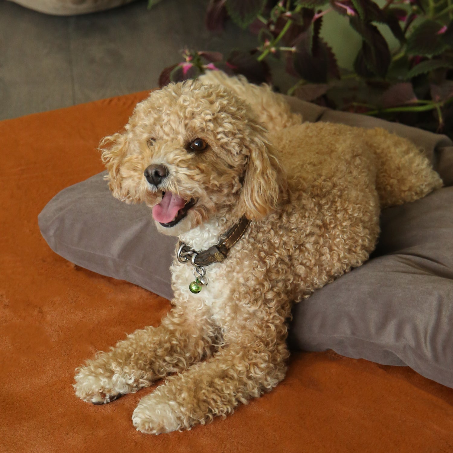 Campy Pet Bed