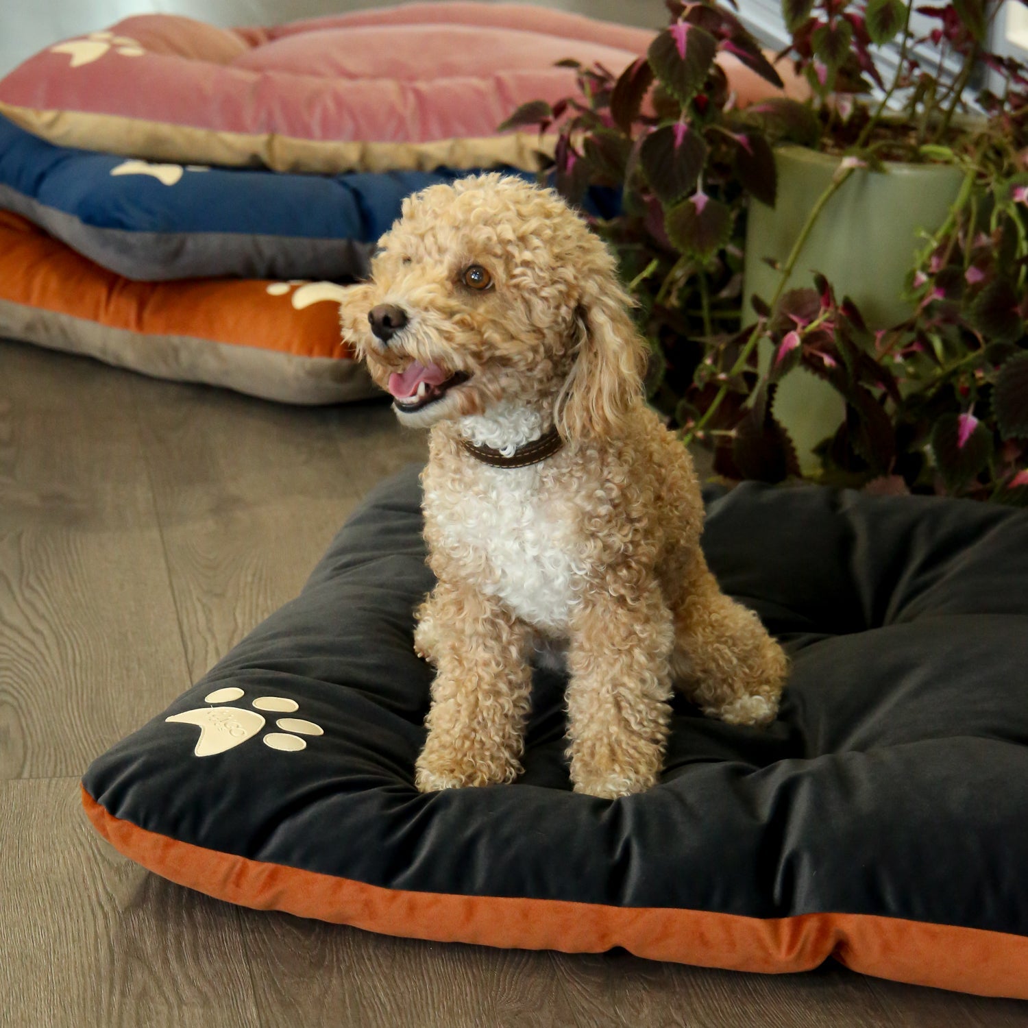 Campy Pet Bed