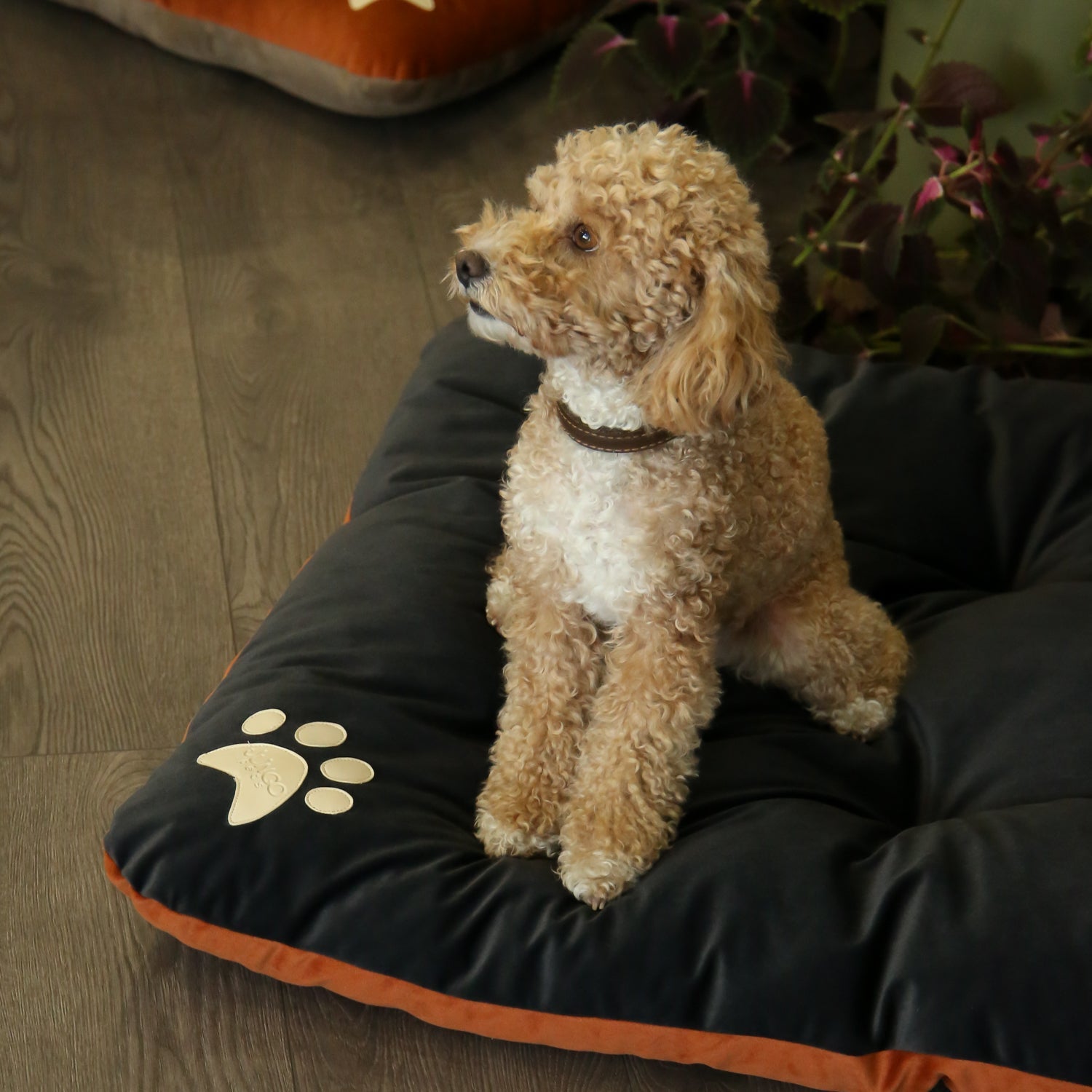 Campy Pet Bed