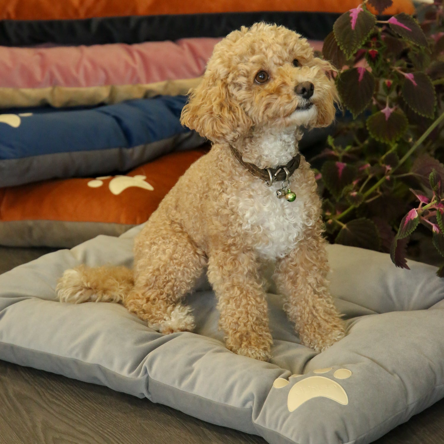 Campy Pet Bed