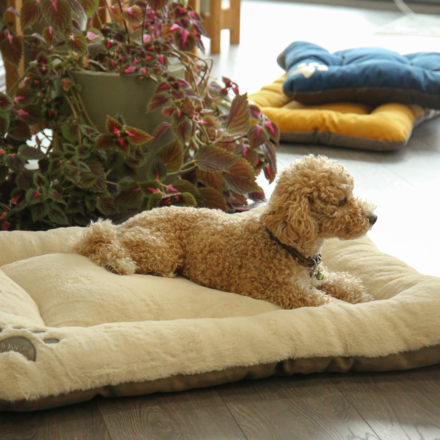 Puffy Pet Bed