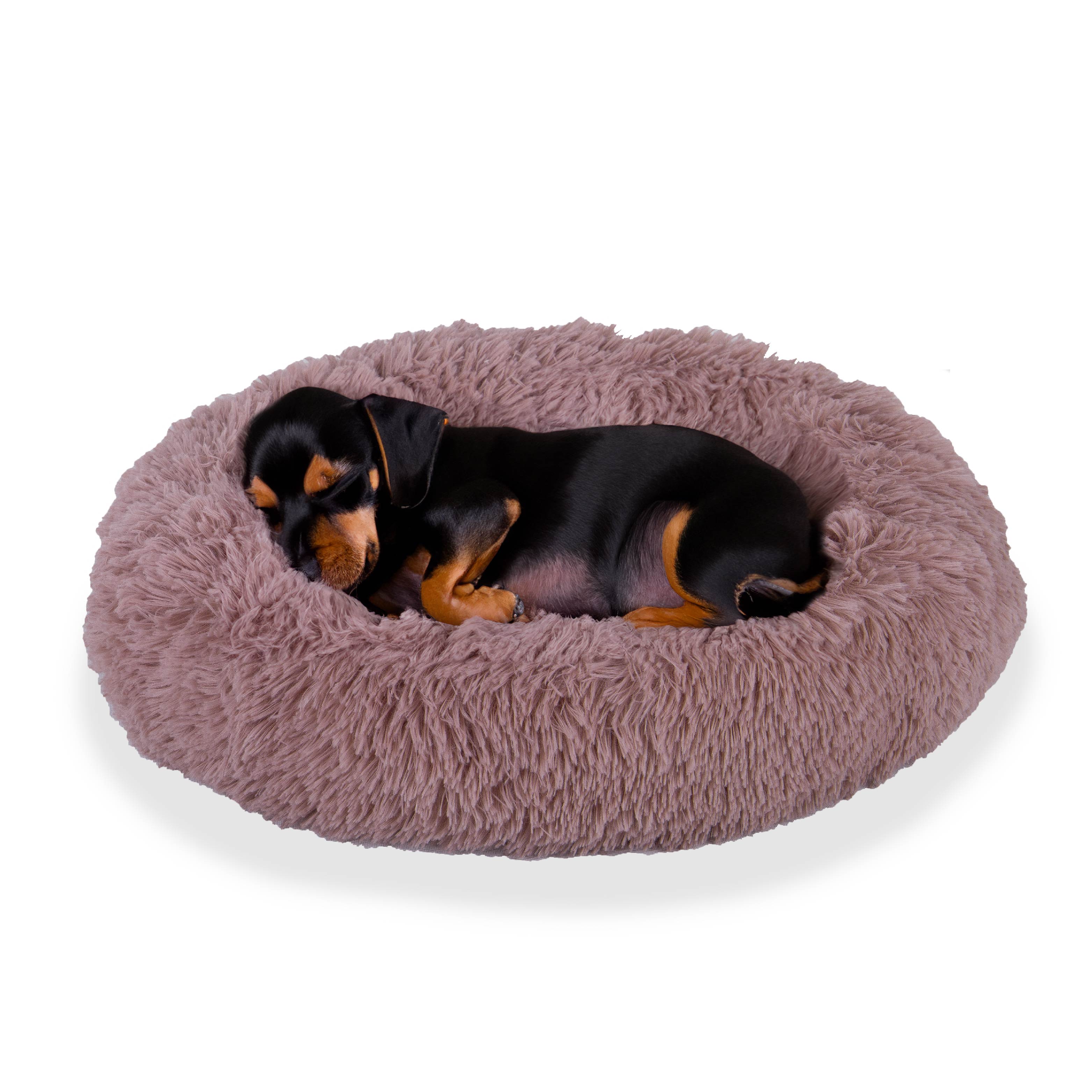 Small dog sleeping in a round, plush, mauve-colored pet bed on white background